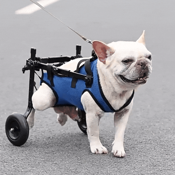 Adjustable Dog Wheelchair | Lightweight Mobility Aid for Rehabilitation & Injury Recovery