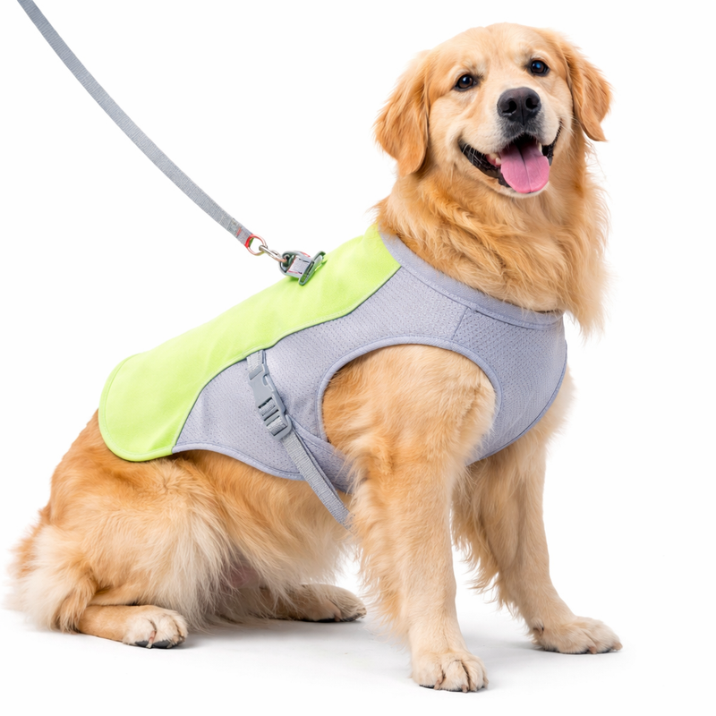 Dog Accessories
