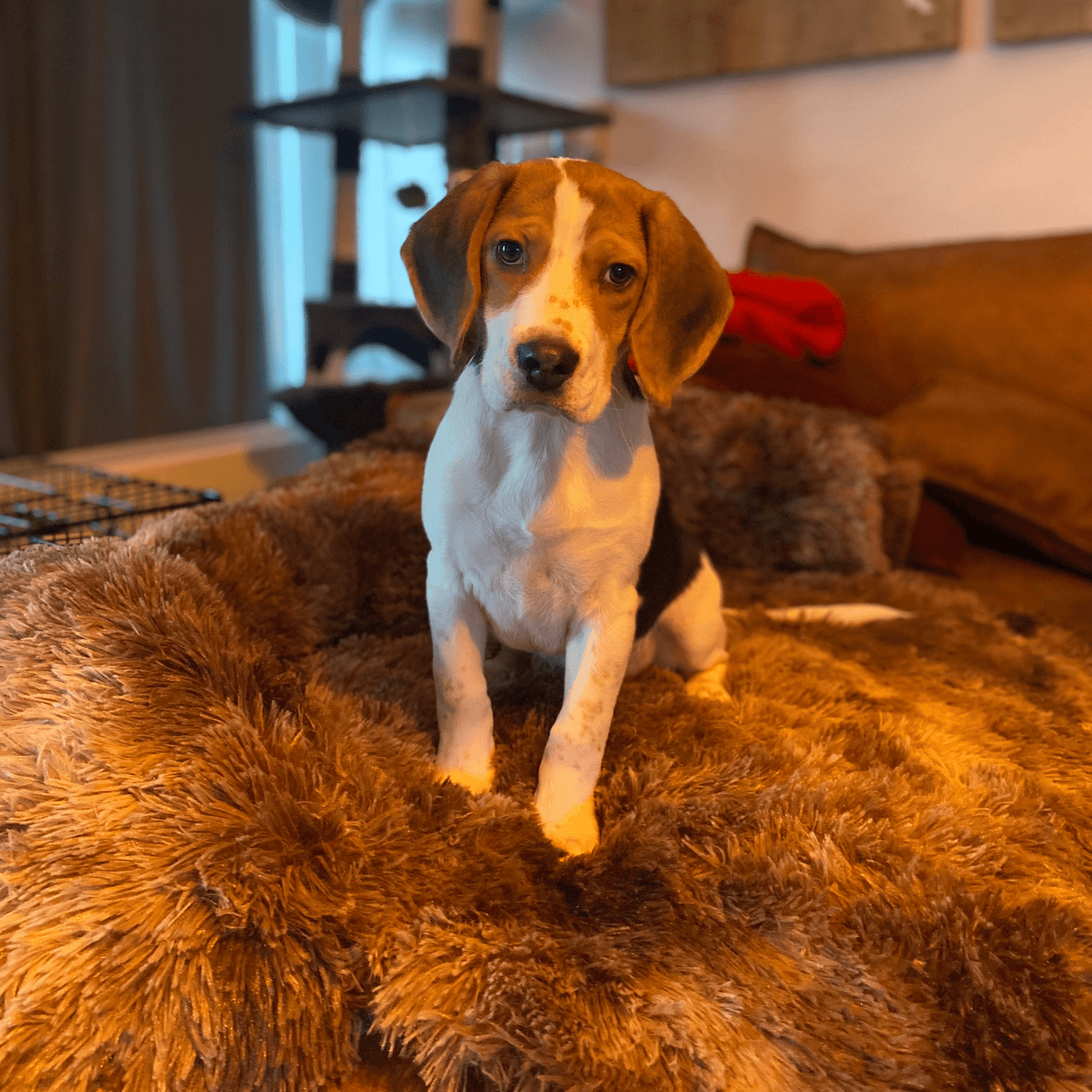 Calming Couch Bed | Dog Sofa Protector – Deep Rest & Calming Bed