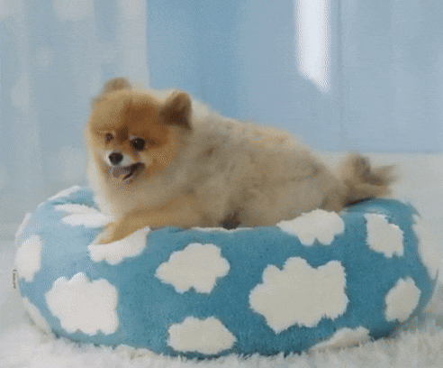 Calming Donut Cat Bed | Soft Plush Bed for Cats and Small Dogs