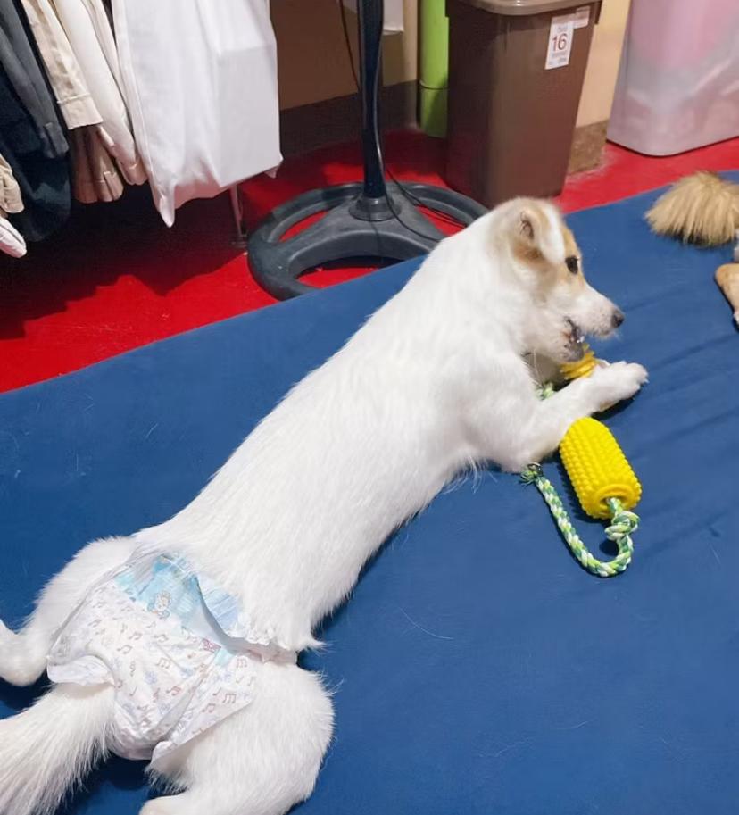 Dog Diapers | Leak-Proof Disposable Pet Diapers with Secure Fit