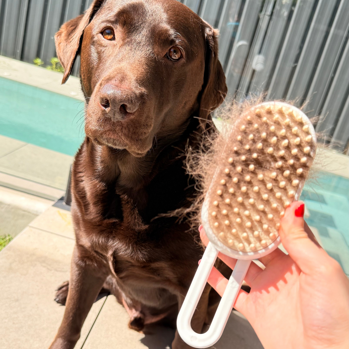 3-in-1 Dog Steam Brush | Gentle Grooming & Deshedding Care