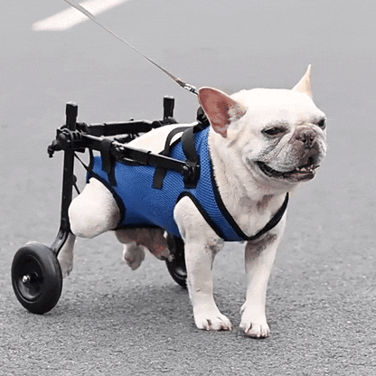 Adjustable Dog Wheelchair | Lightweight Mobility Aid for Rehabilitation & Injury Recovery