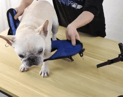 Adjustable Dog Wheelchair | Lightweight Mobility Aid for Rehabilitation & Injury Recovery