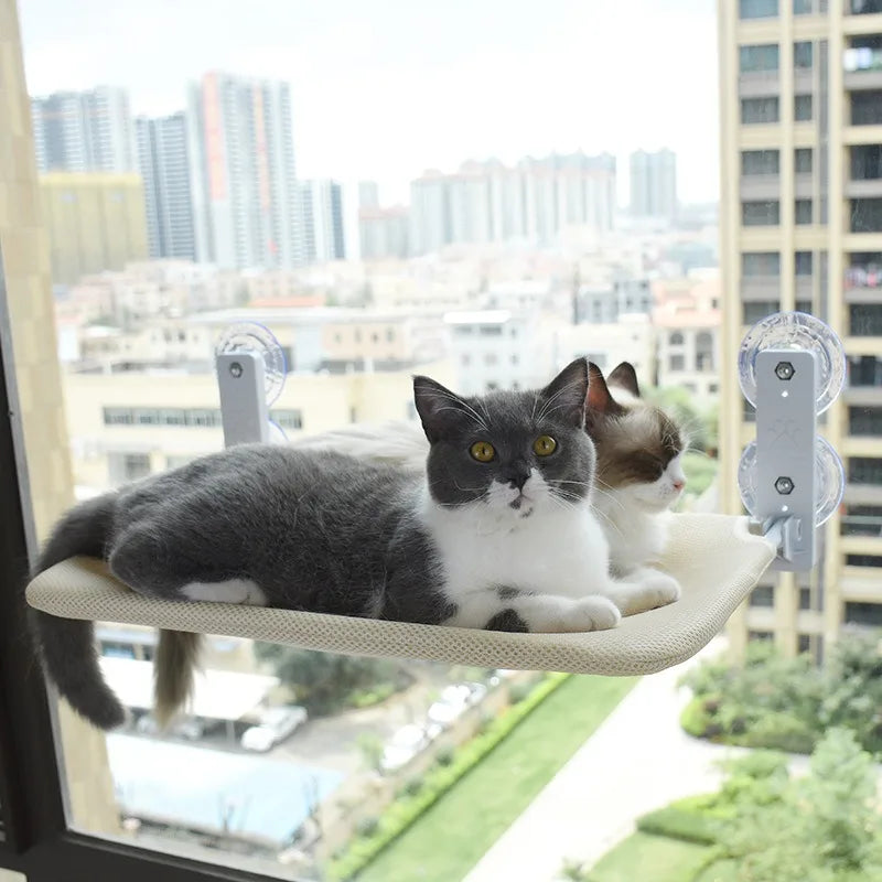Cat looking out from a window hammock