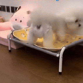 Dog Diapers | Leak-Proof Disposable Pet Diapers with Secure Fit