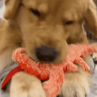 Dancing Lobster Toy | Interactive Pet Toy – Anxiety Relief & Fun Play