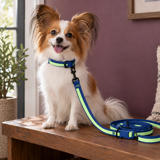 Hands-Free Webbing Dog Leash & Collar Set for Easy Walks