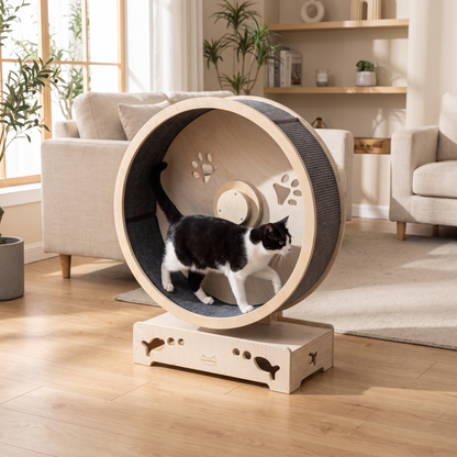 Cat Exercise Wheel Treadmill for Indoor Cats