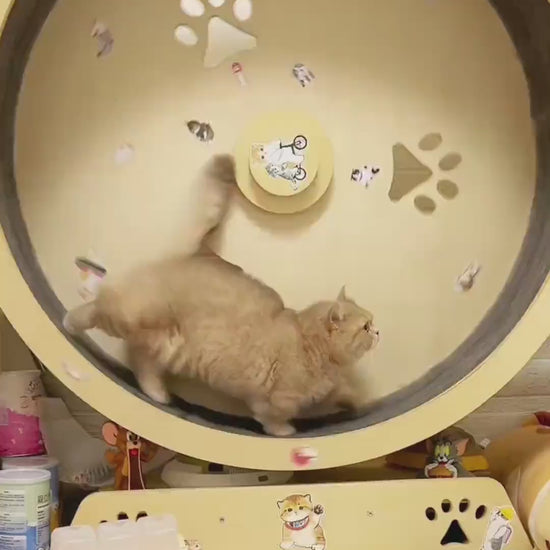 Cat Treadmill – Interactive Exercise Wheel for Indoor Cats