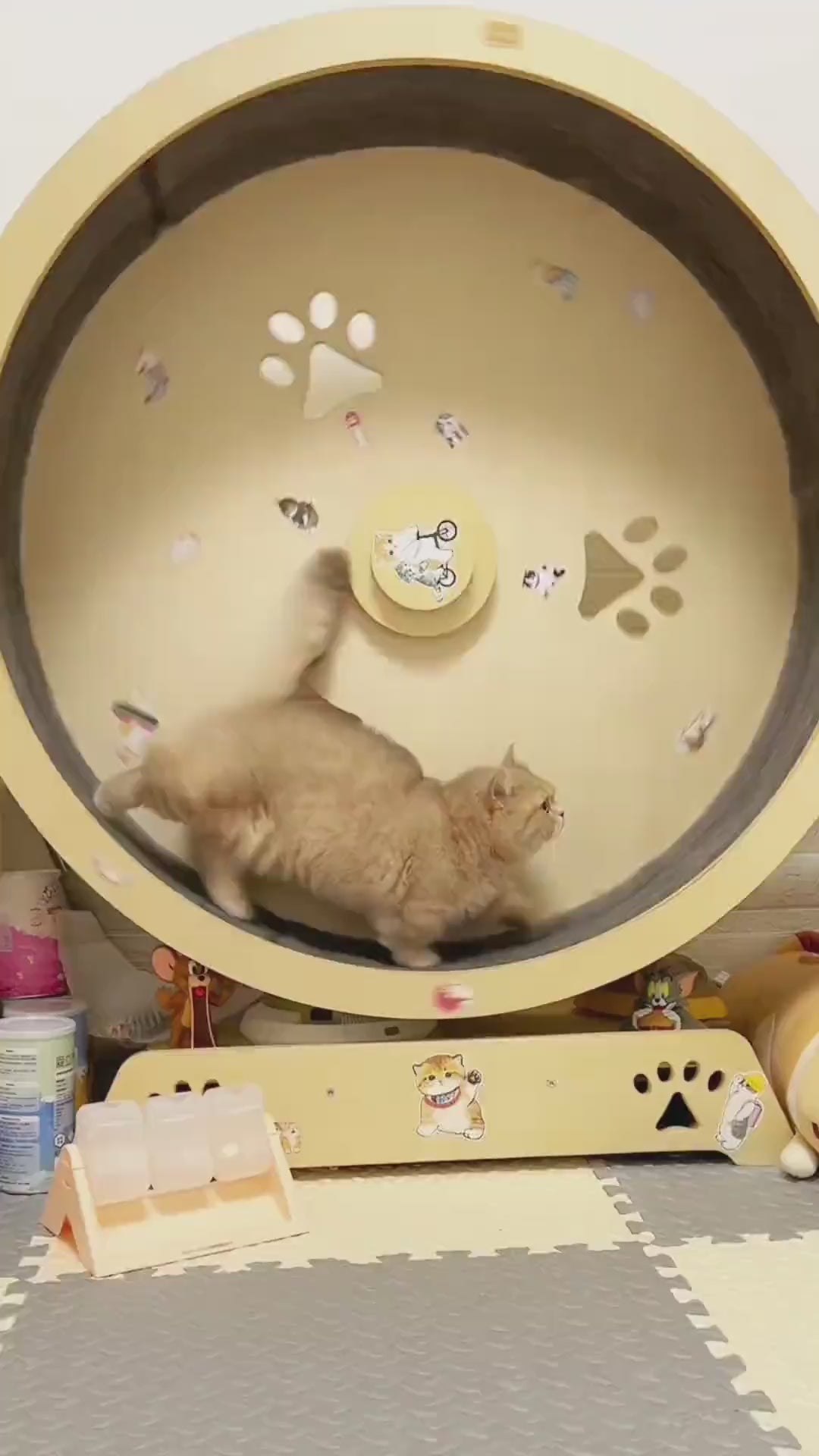 Cat Treadmill – Interactive Exercise Wheel for Indoor Cats